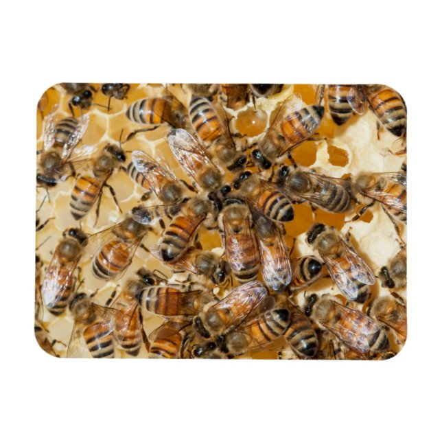 Magnet Flexible L'apiculture à Arlo's Honey Farm (Horizontal)