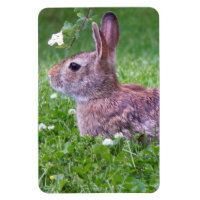 Lapin lapin dans la photographie d'animaux d'herbe