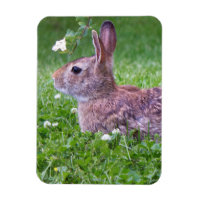 Lapin lapin dans la photographie d'animaux d'herbe