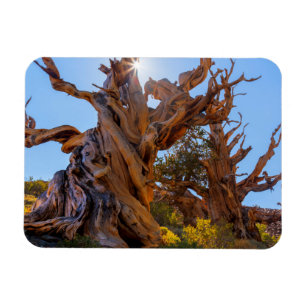 Magnet Flexible L'arbre sentinelle