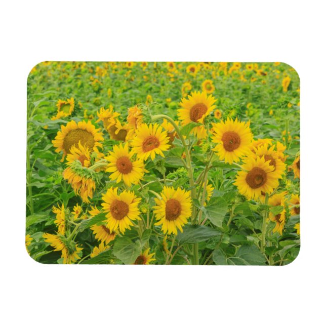 Magnet Flexible Large field of sunflowers near Moses Lake, WA 2 (Horizontal)
