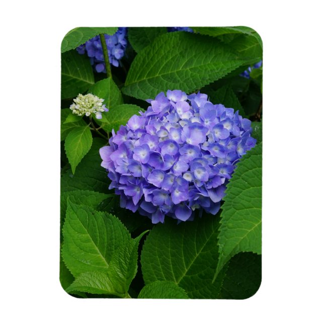 Magnet Flexible Lavande Hydrangea (Vertical)