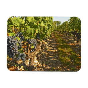 Magnet Flexible Le Cabernet Sauvignon vigne en rang dans la vigne