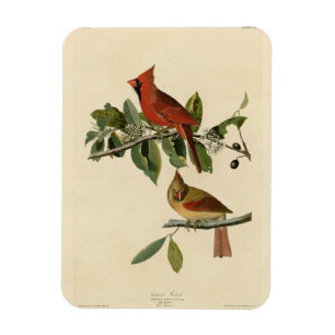 Magnet Flexible Le cardinal Grosbeak de Audubon's Birds of America
