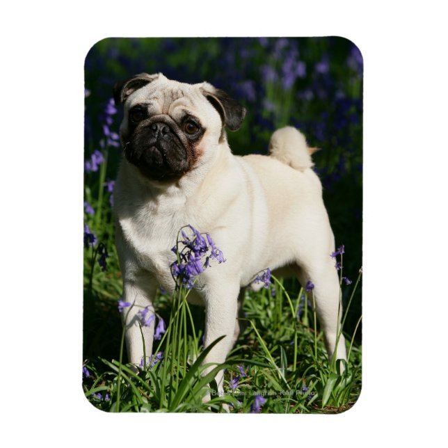 Magnet Flexible Le Carlin de l'homme debout dans les cloches bleue (Vertical)