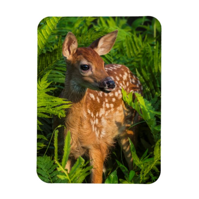 Magnet Flexible Le cerf de Virginie | Minnesota (Vertical)