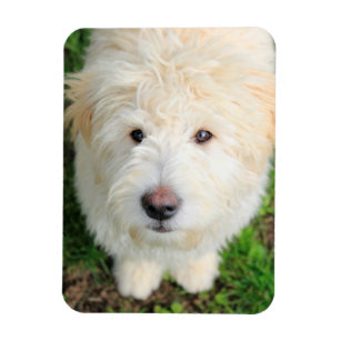 Magnet Flexible Le Chiot De Goldendoodle En Regardant La Caméra