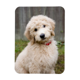 Magnet Flexible Le Chiot De Goldendoodle S'Assis Dans L'Herbe