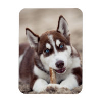 Le chiot sibérien Husky à la plage