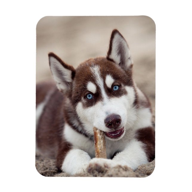 Magnet Flexible Le chiot sibérien Husky à la plage (Vertical)