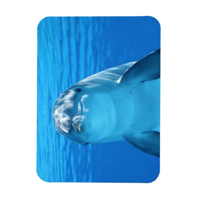 Magnet Flexible Le dauphin face proche (Vertical)