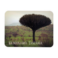 Le Kilimandjaro, l'arbre à candélabres