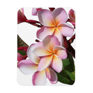 Magnet Flexible Le Plumeria fleurit l'aimant de la meilleure