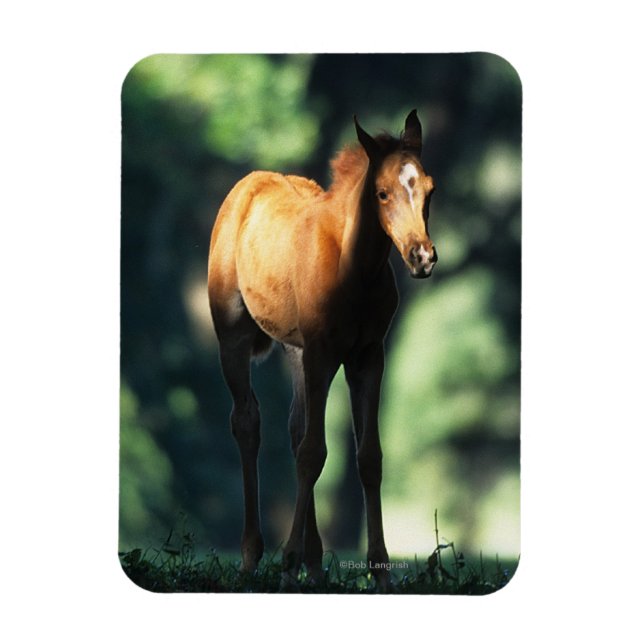 Magnet Flexible Le poulain arabe dans les arbres (Vertical)