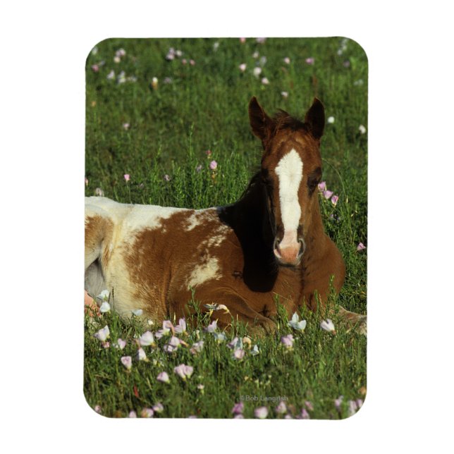 Magnet Flexible Le poulain d'Appaloosa qui s'allonge en fleurs (Vertical)