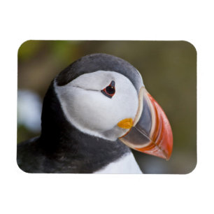 Magnet Flexible Le Puffin Atlantique, un oiseau marin pélagique