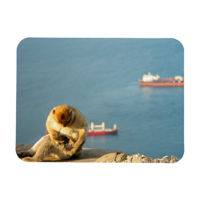 Magnet Flexible Le singe barbare de Gibraltar (Horizontal)