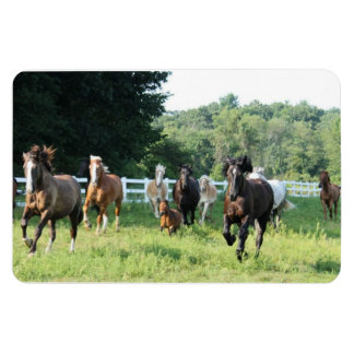 Magnet Flexible Le troupeau et le Herdmaster