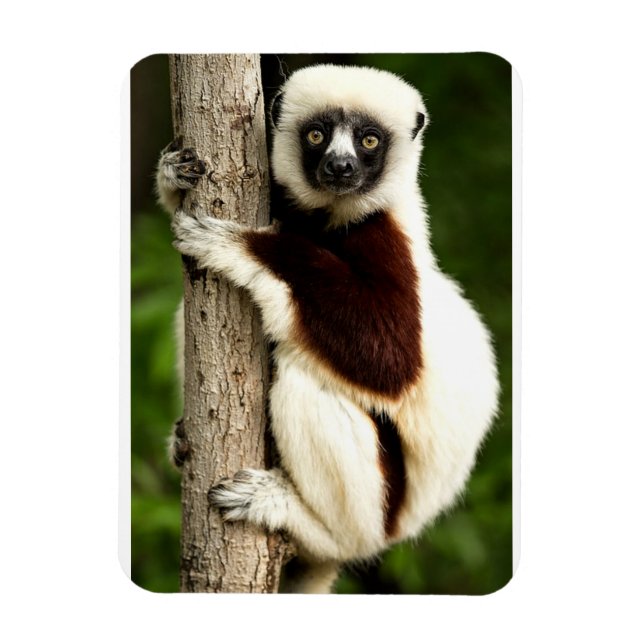 Magnet Flexible Lémurien Sifaka dans la forêt de Madagascar (Vertical)