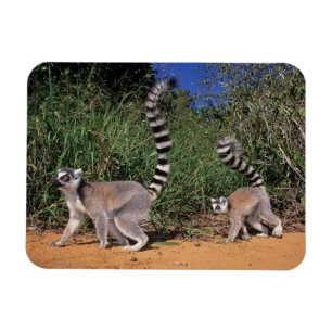 Magnet Flexible Lémuriens (Lemur Catta), Berenty