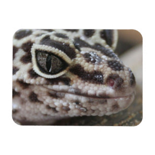 Magnet Flexible Léopard Gecko Yeux Bouche visage gros