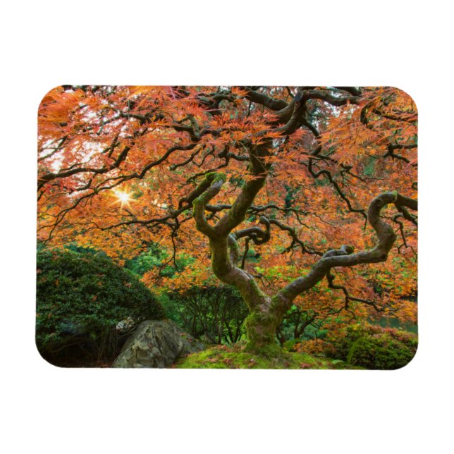 Magnet Flexible L'Érable Dans Les Jardins Japonais En Automne (Horizontal)
