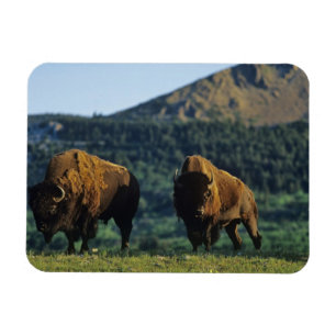 Magnet Flexible Les bisons dans le parc national des Lacs-Waterton