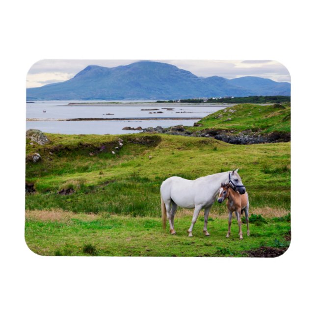 Magnet Flexible Les Chevaux du Connemara | Galway, Irlande (Horizontal)