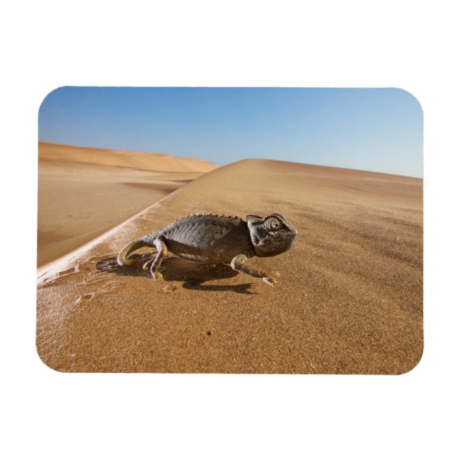 Magnet Flexible Les déserts | Namaqua Chameleon dans le désert (Horizontal)