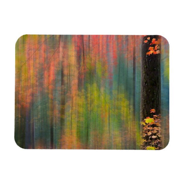 Magnet Flexible Les érables | Parc d'état de Silver Falls (Horizontal)