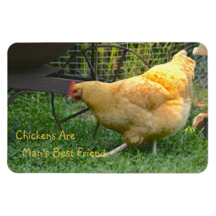 Magnet Flexible Les poulets sont le meilleur ami de l'homme
