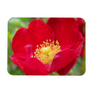 Magnet Flexible Les roses sont un aimant flexible rouge