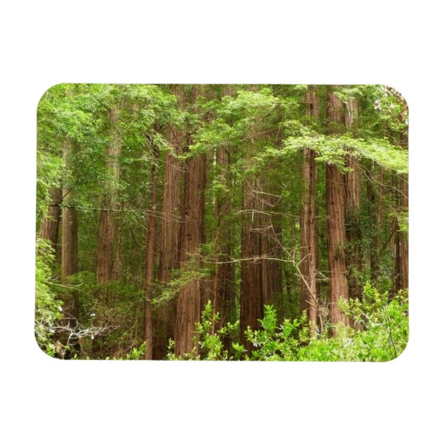 Magnet Flexible Les séquoias au monument national de Muir Woods (Horizontal)