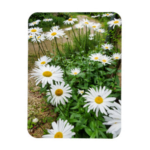 Magnet Flexible Leucanthemum Blooms