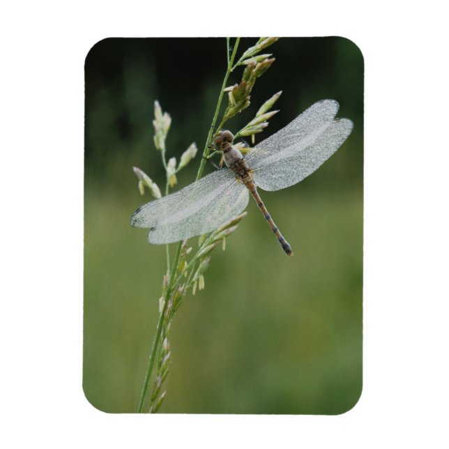 Magnet Flexible Libellule Darner couverte de rosée (Vertical)