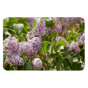 Magnet Flexible Lilac Bush Belles fleurs de printemps violettes