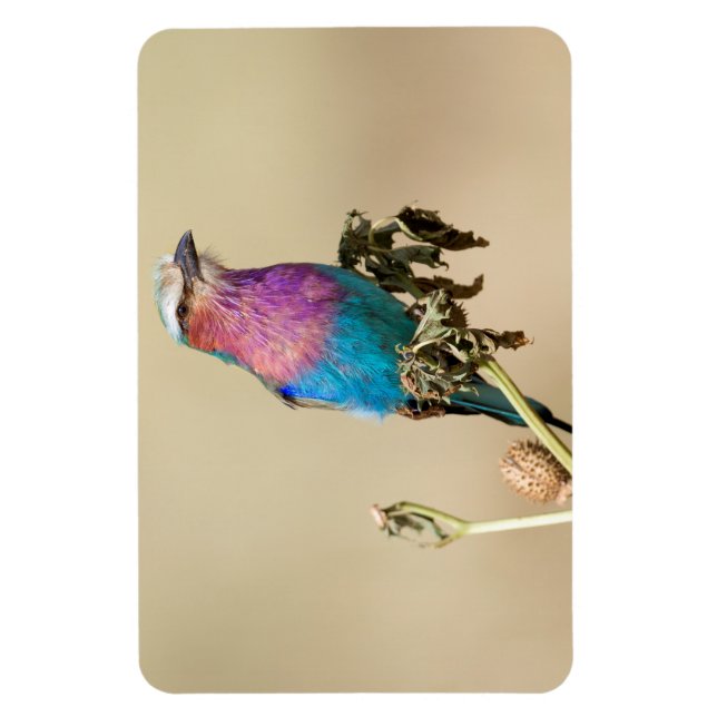 Magnet Flexible Lilac Roller à poitrine (Vertical)
