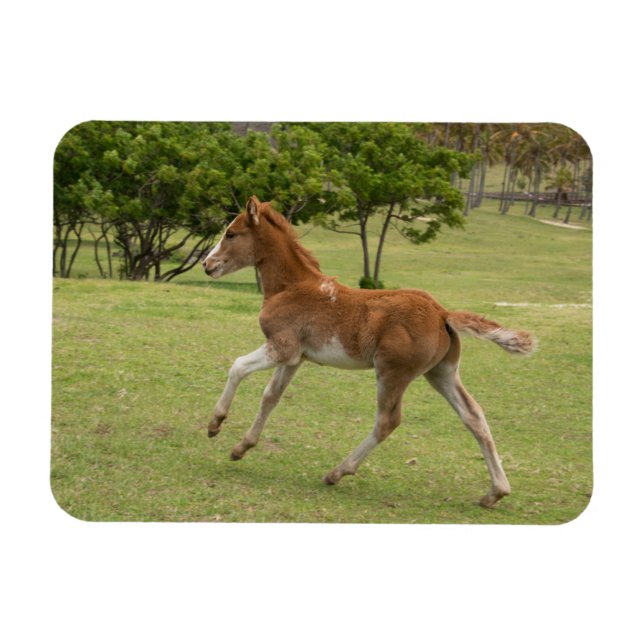 Magnet Flexible L'île de Pâques aka Rapa Nui (Horizontal)