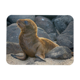 Magnet Flexible Lion de mer des Galapagos