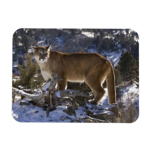 Magnet Flexible Lion de montagne (Horizontal)