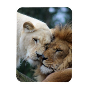 Magnet Flexible Lion et Lion