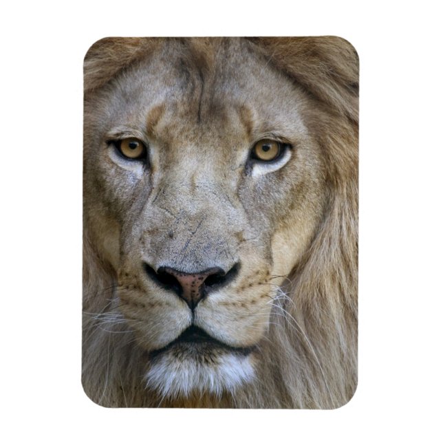 Magnet Flexible Lion mâle adulte au zoo de Sacramento, Californie (Vertical)
