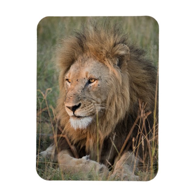 Magnet Flexible LION Réfrigérateur Aimant VOTRE Modèle photo (Vertical)