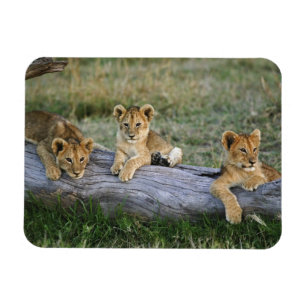 Magnet Flexible Lionceaux sur rondin