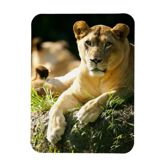 Magnet Flexible Lions (Vertical)