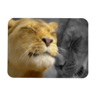 Magnet Flexible Lions dans l'amour