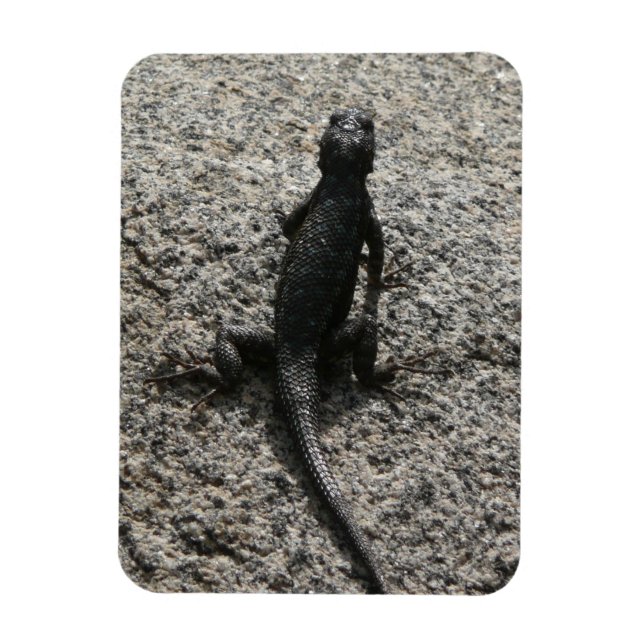 Magnet Flexible Lizard noir (Vertical)