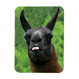 Magnet Flexible Llama avec attitude - Sticking out Tongue Photo
