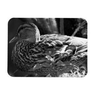 Magnet Flexible L'observateur