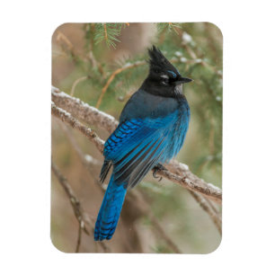 Magnet Flexible L'oiseau-geai de Steller dans l'arbre
